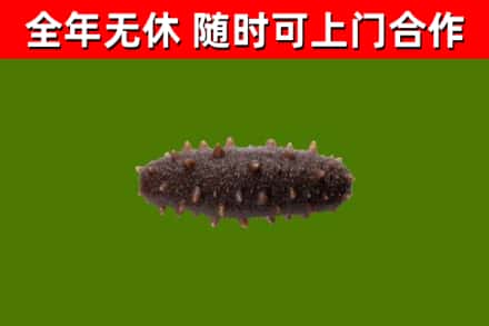 柯桥烟酒回收干海参.jpg